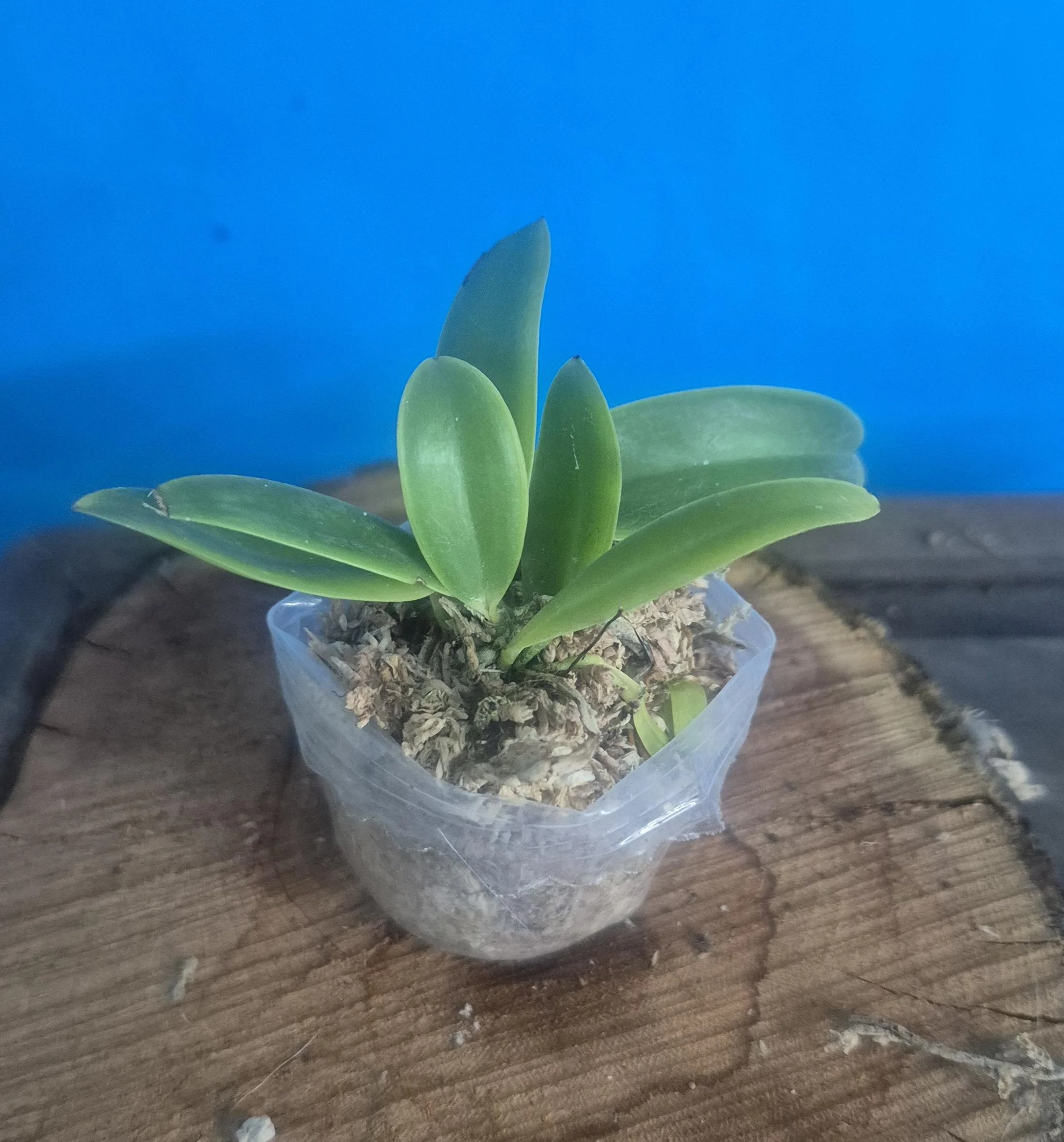 Catalogue — Flora Peculia